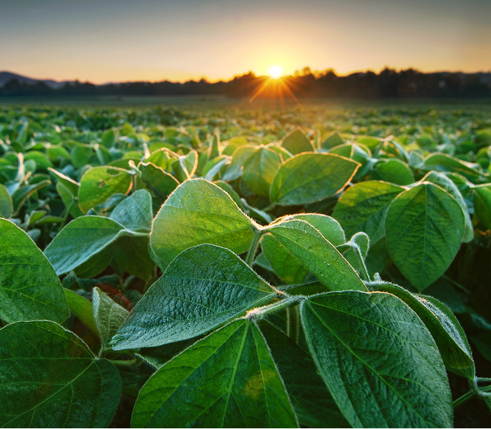 Cyvex Nutrition Partners with SloIron Inc.® to Distribute Plant-Based Ferritin Iron