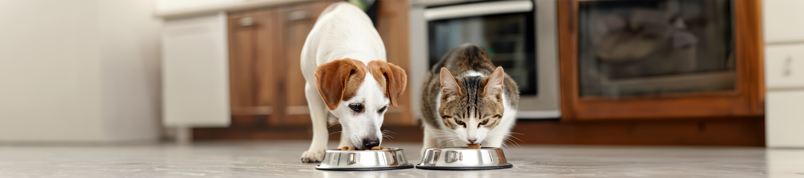 A small dog and cat eat out of their food bowls next to each other.